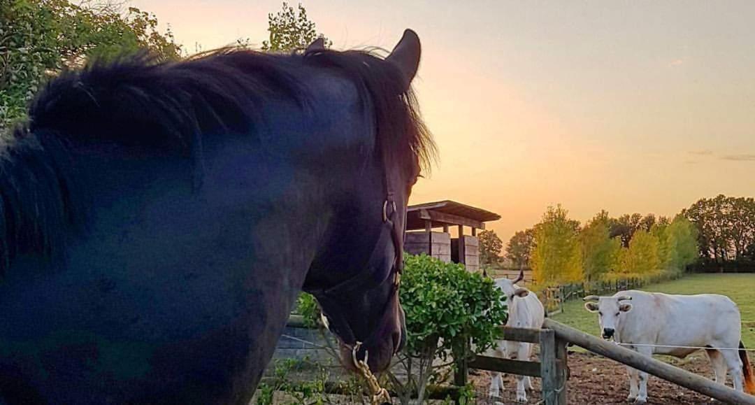La Magnifica B&B Fauglia Экстерьер фото